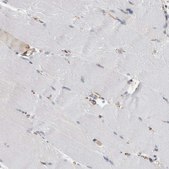 Anti-FAM83H antibody produced in rabbit Prestige Antibodies® Powered by Atlas Antibodies, affinity isolated antibody, buffered aqueous glycerol solution, Ab2