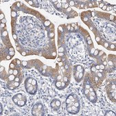 Anti-ZZEF1 antibody produced in rabbit Prestige Antibodies® Powered by Atlas Antibodies, affinity isolated antibody, buffered aqueous glycerol solution, ab1