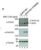 Anti-FANCI Antibody, (G4270) from rabbit, purified by affinity chromatography