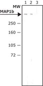 Monoclonal Anti-MAP1b antibody produced in mouse clone AA6, ascites fluid