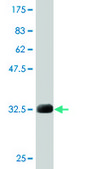 Monoclonal Anti-MARCKS antibody produced in mouse clone 2C2, purified immunoglobulin, buffered aqueous solution