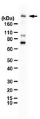 Anti-phospho Brd4 (Ser492/Ser494) from rabbit, purified by affinity chromatography