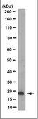 Anti-Ninjurin-1/NINJ1 Antibody, clone 12H6.1 clone 12H6.1, from mouse