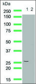 Anti-Cleaved PTEN antibody, Rabbit monoclonal recombinant, expressed in proprietary host, clone SP227, affinity isolated antibody