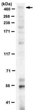 Anti-Dystrophin