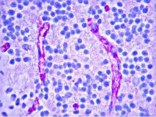 IgG1 Antibody, Mouse 1.0 mg/mL, Chemicon®