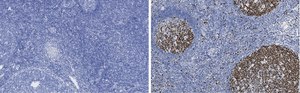 Anti-Ki67 Antibody, clone 1O15, ZooMAb® Rabbit Monoclonal recombinant, expressed in HEK 293 cells