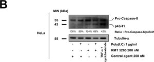 Monoclonal Anti-α-Tubulin antibody produced in mouse ascites fluid, clone B-5-1-2