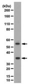 Anti-PD-L1 Antibody/CD274 1 mg/mL, from rabbit