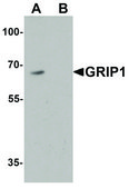 Anti-GRIP1 antibody produced in rabbit affinity isolated antibody
