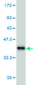Monoclonal Anti-MAP3K4 antibody produced in mouse clone 6C6, purified immunoglobulin, buffered aqueous solution