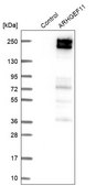Anti-ARHGEF11 antibody produced in rabbit Prestige Antibodies® Powered by Atlas Antibodies, affinity isolated antibody, buffered aqueous glycerol solution