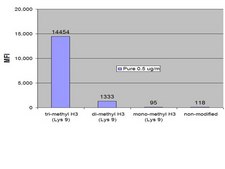 ChIPAb+ Trimethyl-Histone H3 (Lys9) - ChIP Validated Antibody and Primer Set from rabbit