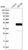 Anti-NECAB1 antibody produced in rabbit Prestige Antibodies® Powered by Atlas Antibodies, affinity isolated antibody, buffered aqueous glycerol solution, Ab1
