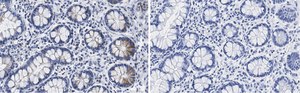 Anti-SUPV3L1 Antibody, clone 2F5 ZooMAb® Rabbit Monoclonal recombinant, expressed in HEK 293 cells