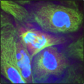 Monoclonal Anti-β-Tubulin antibody produced in mouse clone 2-28-33, ascites fluid