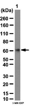 Anti-Serine/threonine-protein kinase 39 Antibody from rabbit, purified by affinity chromatography