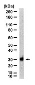 Anti-DKK1 Antibody, clone 1N16 ZooMAb® Rabbit Monoclonal recombinant, expressed in HEK 293 cells