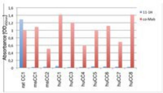 Anti-CEACAM1 Antibody, clone 11-1H