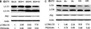 Anti-LC3B antibody produced in rabbit ~1 mg/mL, affinity isolated antibody, buffered aqueous solution