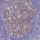 Anti-MCM2 antibody produced in rabbit Prestige Antibodies® Powered by Atlas Antibodies, affinity isolated antibody, buffered aqueous glycerol solution