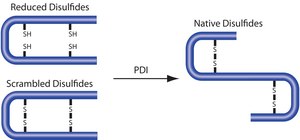 Protein Disulfide Isomerase from bovine liver ≥100 units/mg protein, lyophilized powder