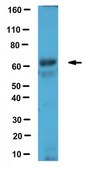 Anti-GATA-6 Antibody from rabbit, purified by affinity chromatography