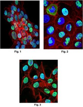 Anti-PTB Antibody, clone BB7 clone Bb7, from mouse