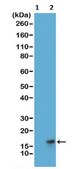 Anti-acetyl-Histone H3 (Lys27) Antibody, clone RM172 clone RM172, from rabbit