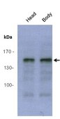 Anti-Jarid2 Antibody serum, from rabbit