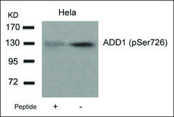 Anti-phospho-ADD1 (pSer726) antibody produced in rabbit affinity isolated antibody