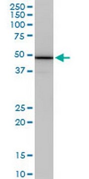 Anti-COPS2 Mouse mAb (4B12) liquid, clone 4B12, Calbiochem&#174;