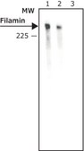 Anti-Goat/Sheep IgG−Alkaline Phosphatase antibody, Mouse monoclonal clone GT-34, purified from hybridoma cell culture