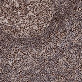 Anti-CHD4 antibody produced in rabbit Prestige Antibodies® Powered by Atlas Antibodies, affinity isolated antibody, buffered aqueous glycerol solution