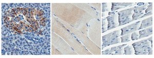 Anti-Lipoprotein Lipase/LPL Antibody, clone 4-1a clone 4-1a, from mouse