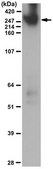 Anti-Daple Antibody, CT from rabbit, purified by affinity chromatography