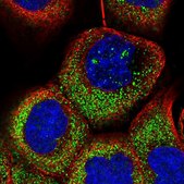 Anti-OTUD7A antibody produced in rabbit Prestige Antibodies® Powered by Atlas Antibodies, affinity isolated antibody, buffered aqueous glycerol solution