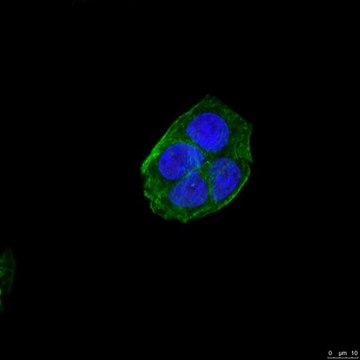 Anti-NuMA1 Antibody, clone AD6-1 clone AD6-1, from mouse