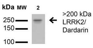 Monoclonal Anti-Fgfa/Fhfa - Rpe antibody produced in mouse clone S235-22, purified immunoglobulin