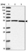 Anti-HSPA14 antibody produced in rabbit Prestige Antibodies® Powered by Atlas Antibodies, affinity isolated antibody, buffered aqueous glycerol solution