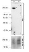Anti-NCAM-L1 from rabbit
