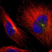 Anti-AKAP9 antibody produced in rabbit Prestige Antibodies® Powered by Atlas Antibodies, affinity isolated antibody, buffered aqueous glycerol solution