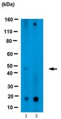 Anti-Hypusine Antibody Antibody from rabbit, purified by affinity chromatography