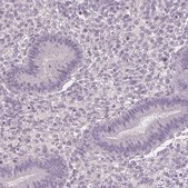 Anti-HSF5 antibody produced in rabbit Prestige Antibodies® Powered by Atlas Antibodies, affinity isolated antibody, buffered aqueous glycerol solution