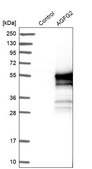 Anti-AGFG2 antibody produced in rabbit Prestige Antibodies® Powered by Atlas Antibodies, affinity isolated antibody, buffered aqueous glycerol solution