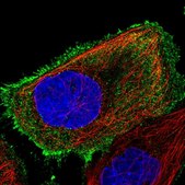 Anti-OR8S1 antibody produced in rabbit Prestige Antibodies® Powered by Atlas Antibodies, affinity isolated antibody, buffered aqueous glycerol solution