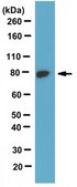 Anti-Paris/ZNF746 Antibody, clone N196/16 clone N196/16, from mouse
