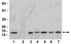 ChIPAb+ Acetyl-Histone H3 (Lys4) - ChIP Validated Antibody and Primer Set from rabbit, purified by affinity chromatography