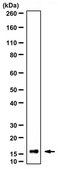 Anti-Galectin-7 Antibody from rabbit, purified by affinity chromatography