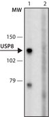 Anti-USP8 antibody, Mouse monoclonal clone US872, purified from hybridoma cell culture